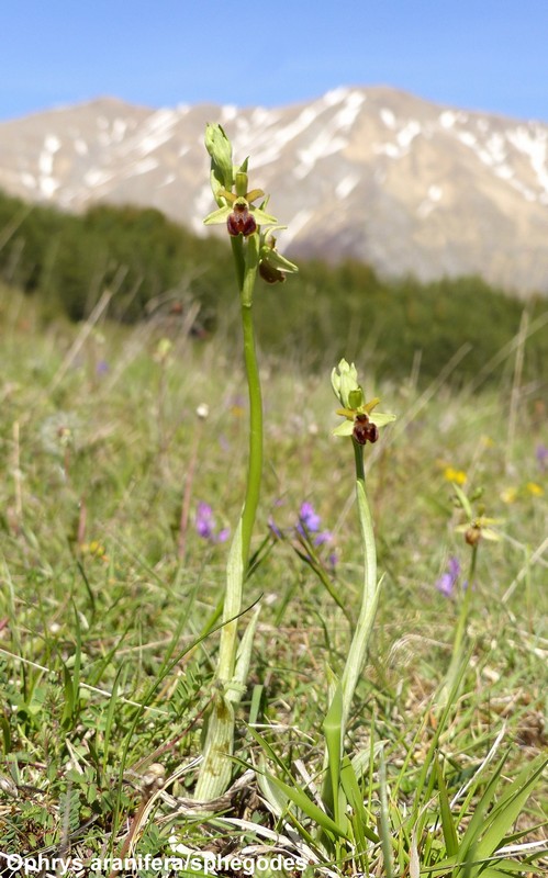 Le orchidee di Cardito, splendide praterie tra il reatino e laquilano.